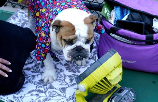 A Bulldog in the judging area during the Annual Westminster Kennel Club Dog Show judging of Hound, Toy, Non-Sporting and Herding breeds and Junior ShowmanshipALT