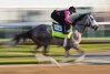 A horse and its jockey racing on a track.