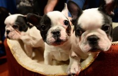 French Bulldog puppies sitting,