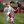 Los Angeles Angels designated hitter Shohei Ohtani (17) at Oakland-Alameda County Coliseum