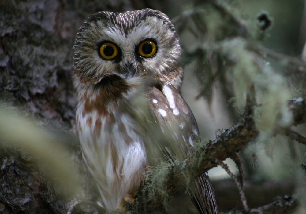 A superb owl with white and gray feathers and wide eyes.