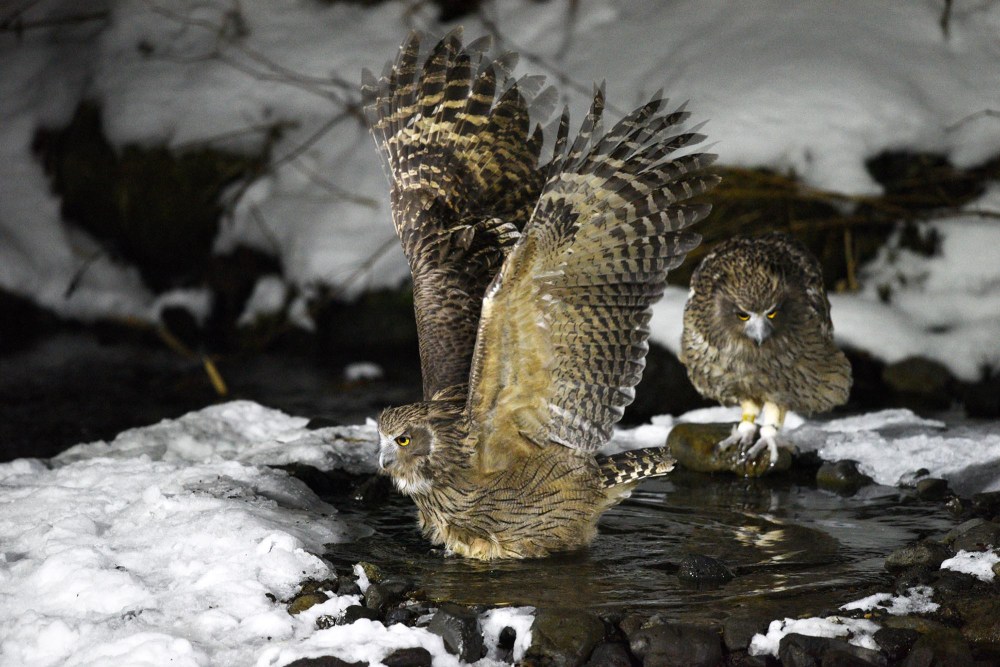 Two large owls, one standing and one in flight.