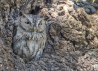 A gray owl camouflaging into a tree.