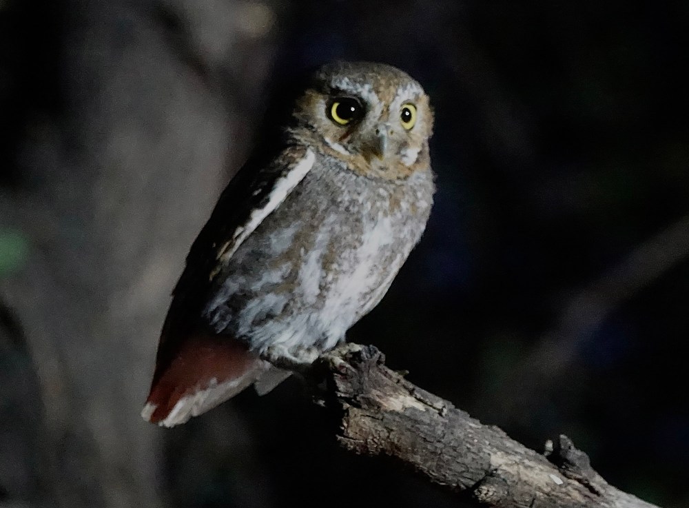 A gray owl perched on a branch in the dark.