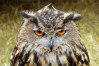 A brown and white owl with orange eyes.