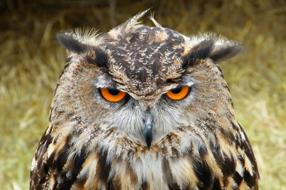 A brown and white owl with orange eyes.