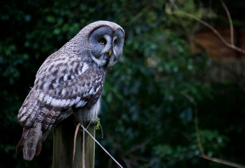 A large gray owl on a fence.