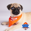 hK classic fawn pug alt text