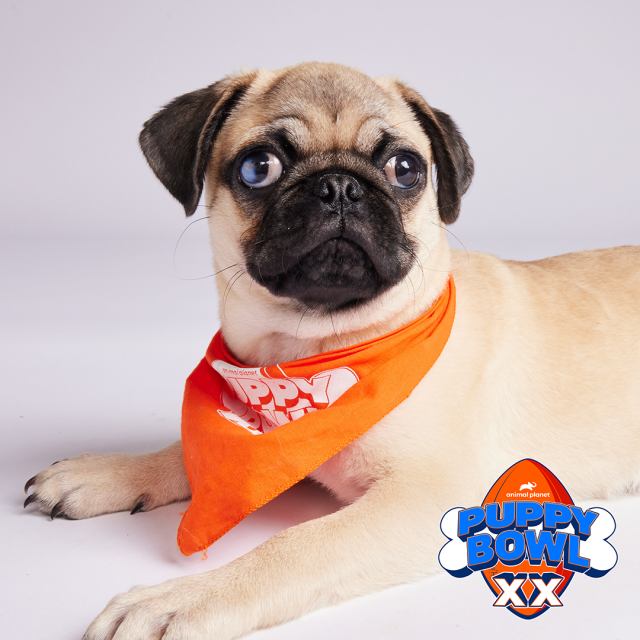 hK classic fawn pug alt text