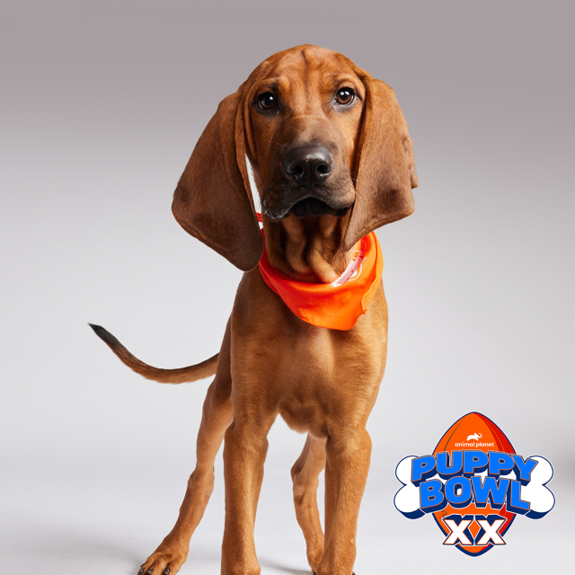 Red Hound